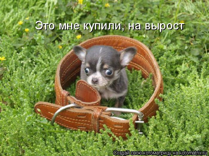 Это мне купили, на вырост... Котоматрица: Это мне купили, на вырост
