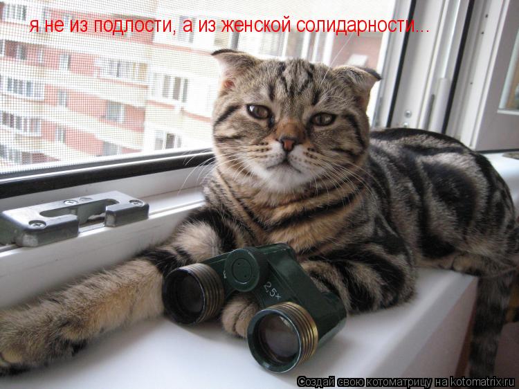 я не из подлости, а из женской солидарности...... Котоматрица: я не из подлости, а из женской солидарности...