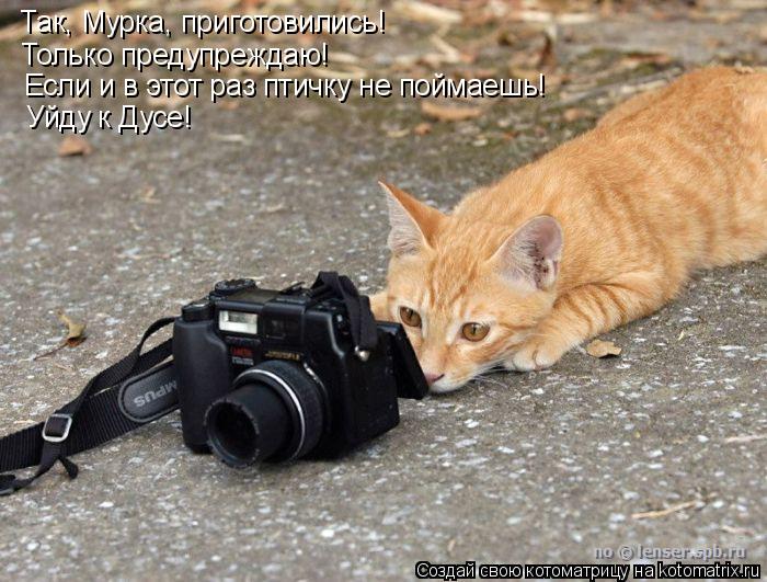 Так, Мурка, приготовились! Только предупреждаю! Если и в этот раз птичку не поймаешь! Уйду к Дусе!... Котоматрица: Так, Мурка, приготовились! Только предупреждаю! Если и в этот раз птичку не поймаешь! Уйду к Дусе!
