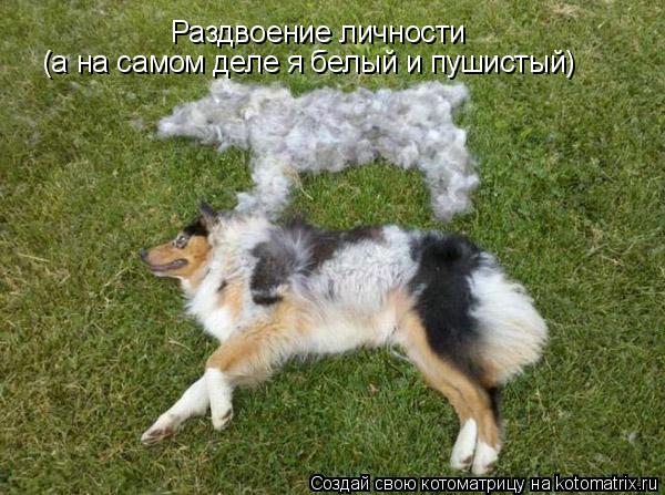 Раздвоение личности (а на самом деле я белый и пушистый)... Котоматрица: Раздвоение личности (а на самом деле я белый и пушистый)
