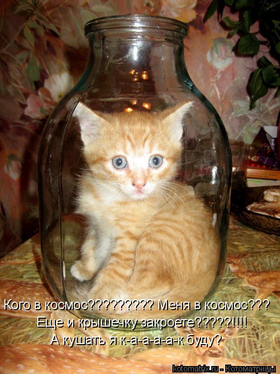 Кого в космос????????? Меня в космос??? Еще и крышечку закроете?????!!!! А кушать я к-а-а-а-а-к буду?... Котоматрица: Кого в космос????????? Меня в космос??? Еще и крышечку закроете?????!!!! А кушать я к-а-а-а-а-к буду?