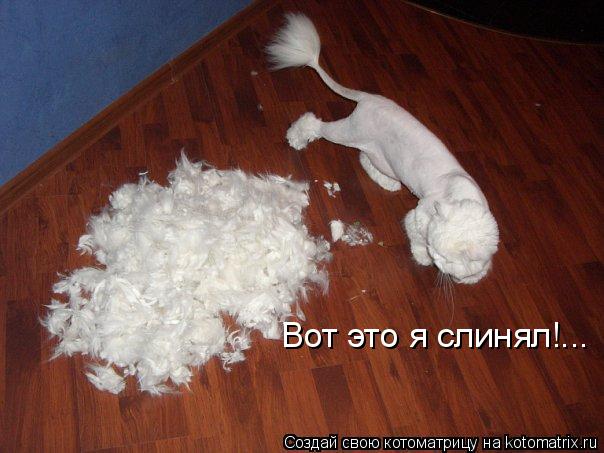 Вот это я слинял!...... Котоматрица: Вот это я слинял!...