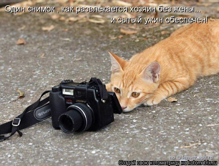 Один снимок , как развлекается хозяин без жены... и сытый ужин обеспечен!... Котоматрица: Один снимок , как развлекается хозяин без жены... и сытый ужин обеспечен!