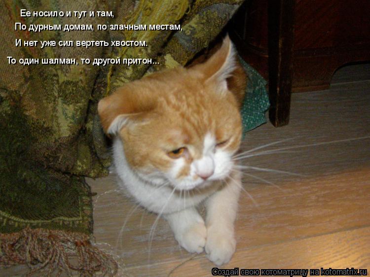 Ее носило и тут и там, По дурным домам, по злачным местам, И нет уже сил вертеть хвостом. То один шал... Котоматрица: Ее носило и тут и там, По дурным домам, по злачным местам, И нет уже сил вертеть хвостом. То один шалман, то другой притон...