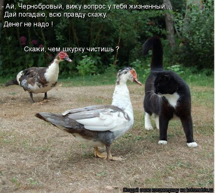 - Ай, Чернобровый, вижу вопрос у тебя жизненный.... Дай погадаю, всю правду скажу. Денег не надо ! ... Котоматрица: - Ай, Чернобровый, вижу вопрос у тебя жизненный.... Дай погадаю, всю правду скажу. Денег не надо ! Скажи, чем шкурку чистишь ?
