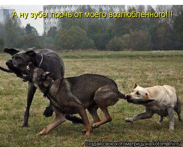 Котоматрица: А ну зубы прочь от моего возлюбленного!!!