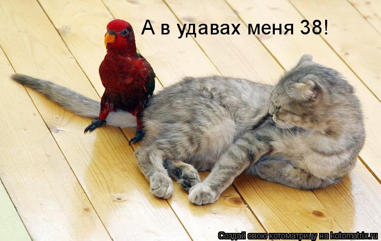 Котоматрица: А в удавах меня 38!