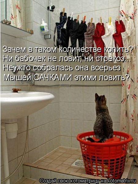 Зачем в таком количестве копить? Ни бабочек не ловит, ни стрекоз... Неужто собралась она всерьез Мыше... Котоматрица: Зачем в таком количестве копить? Ни бабочек не ловит, ни стрекоз... Неужто собралась она всерьез Мышей САЧКАМИ этими ловить?