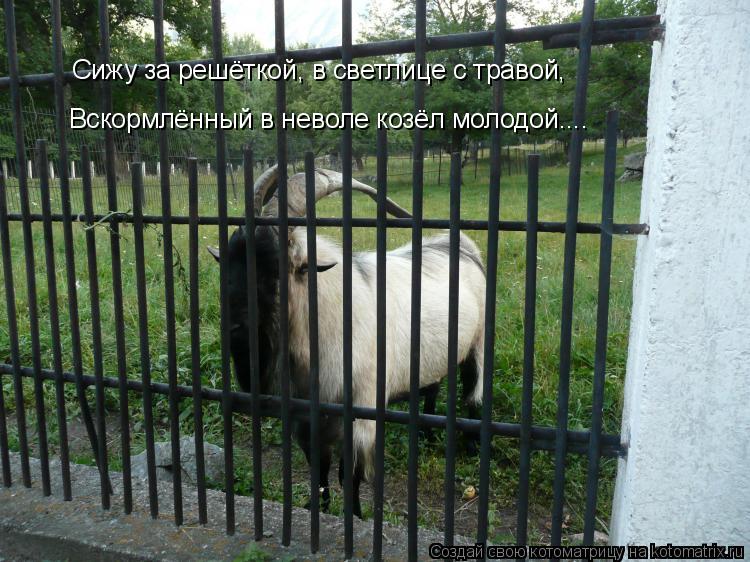 Котоматрица: Сижу за решёткой, в светлице с травой, Вскормлённый в неволе козёл молодой....