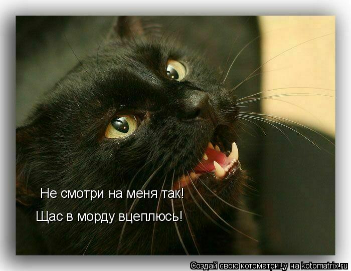 Котоматрица: Не смотри на меня так! Щас в морду вцеплюсь!