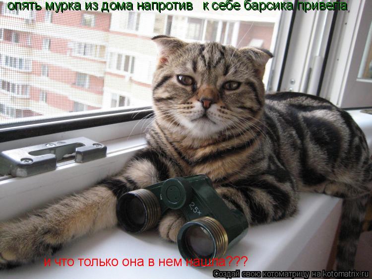 Котоматрица: опять мурка из дома напротив к себе барсика привела и что только она в нем нашла???