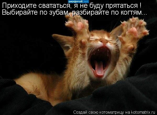 Котоматрица: Приходите свататься, я не буду прятаться ! Выбирайте по зубам, разбирайте по когтям...