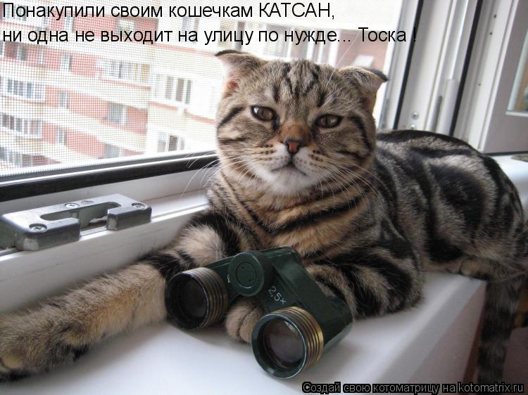 Котоматрица: ни одна не выходит на улицу по нужде... Тоска ! Понакупили своим кошечкам КАТСАН,