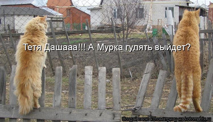 Тетя Дашааа!!! А Мурка гулять выйдет?... Котоматрица: Тетя Дашааа!!! А Мурка гулять выйдет?