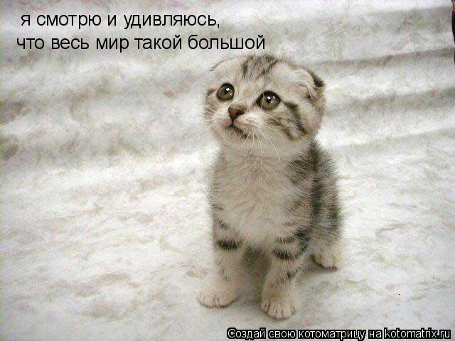 Котоматрица: я смотрю и удивляюсь,  что весь мир такой большой