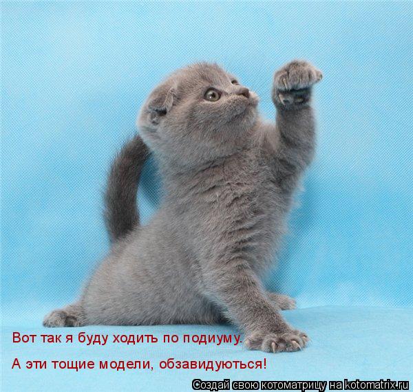 Вот так я буду ходить по подиуму. А эти тощие модели, обзавидуються!... Котоматрица: Вот так я буду ходить по подиуму. А эти тощие модели, обзавидуються!