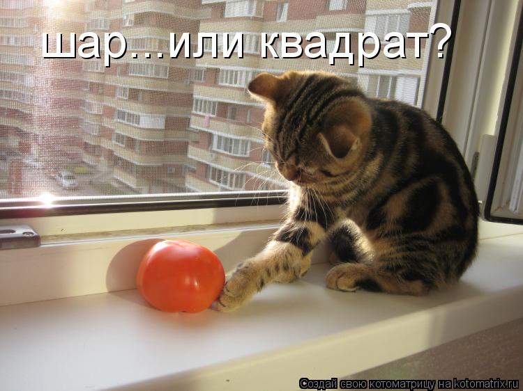 шар...или квадрат?... Котоматрица: шар...или квадрат?