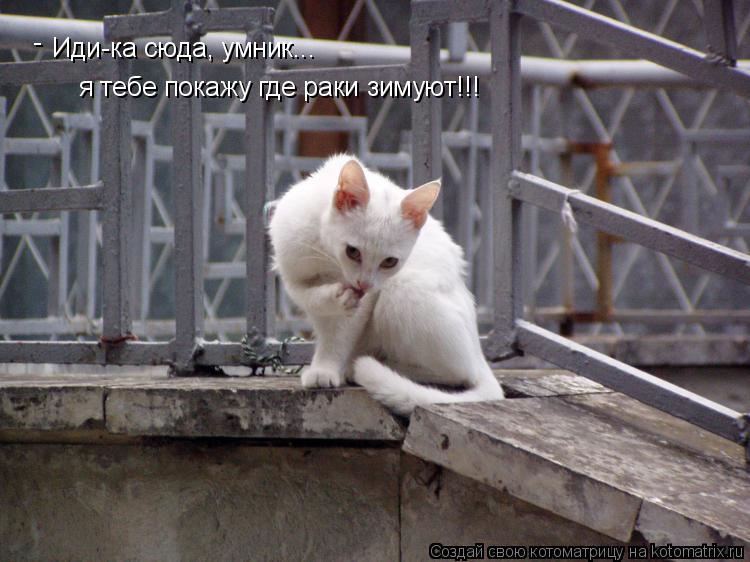 Иди-ка сюда, умник... я тебе покажу где раки зимуют!!! -... Котоматрица: Иди-ка сюда, умник... я тебе покажу где раки зимуют!!! -