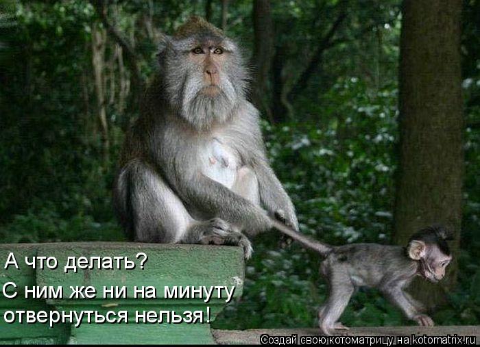 А что делать? С ним же ни на минуту отвернуться нельзя!... Котоматрица: А что делать? С ним же ни на минуту отвернуться нельзя!