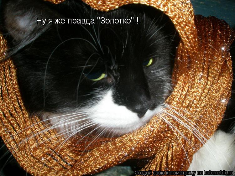 Ну я же правда "Золотко"!!!... Котоматрица: Ну я же правда "Золотко"!!!
