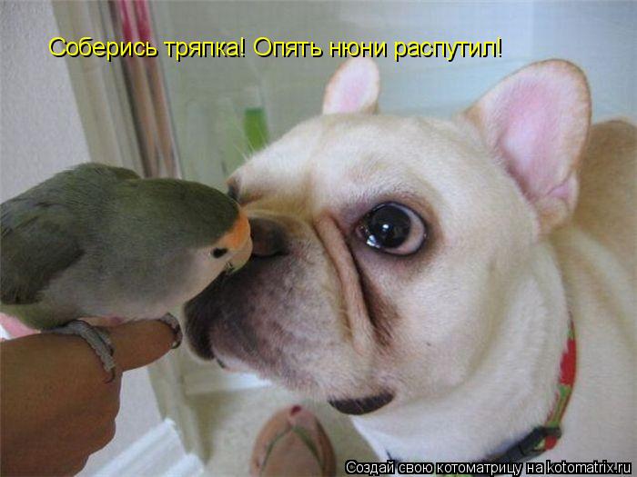 Соберись тряпка! Опять нюни распутил!... Котоматрица: Соберись тряпка! Опять нюни распутил!