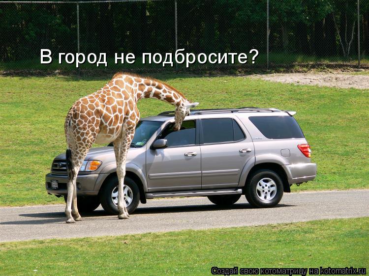 В город не подбросите?... Котоматрица: В город не подбросите?