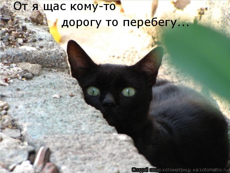 От я щас кому-то дорогу то перебегу...... Котоматрица: От я щас кому-то дорогу то перебегу...