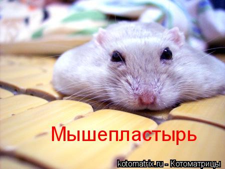 Мышепластырь... Котоматрица: Мышепластырь