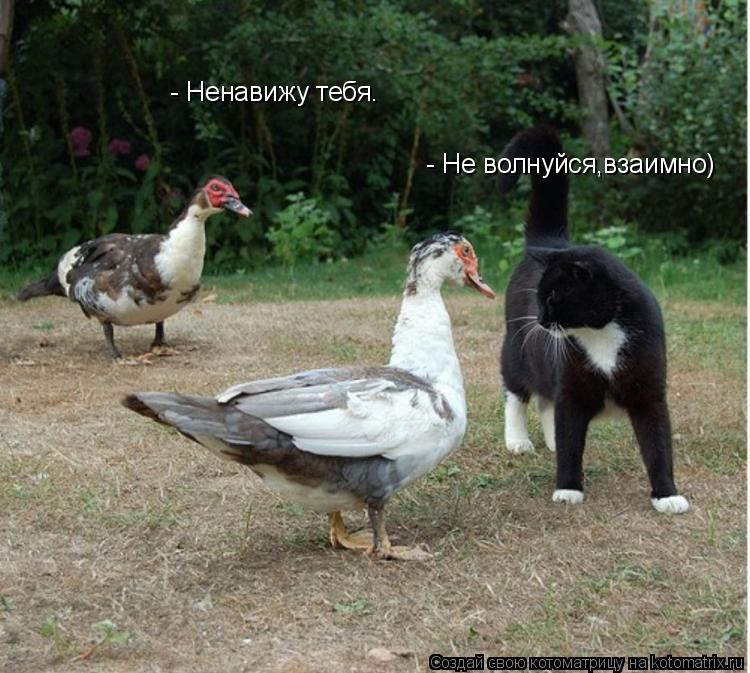 - Ненавижу тебя. - Не волнуйся,взаимно)... Котоматрица: - Ненавижу тебя. - Не волнуйся,взаимно)