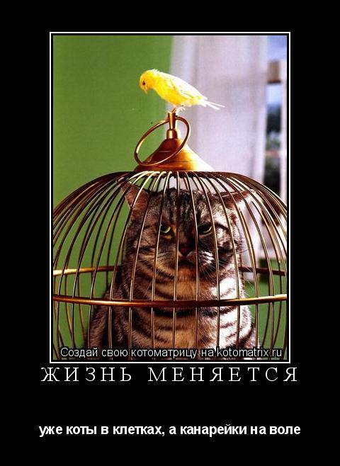 ЖИЗНЬ МЕНЯЕТСЯ уже коты в клетках, а канарейки на воле... Котоматрица: ЖИЗНЬ МЕНЯЕТСЯ уже коты в клетках, а канарейки на воле