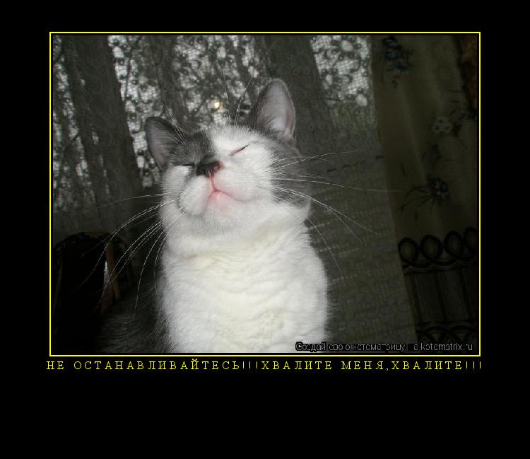 Котоматрица: Не останавливайтесь!!!Хвалите меня,хвалите!!! 