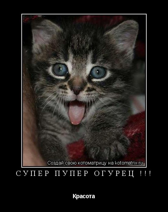 СУПЕР ПУПЕР ОГУРЕЦ !!! Красота... Котоматрица: СУПЕР ПУПЕР ОГУРЕЦ !!! Красота