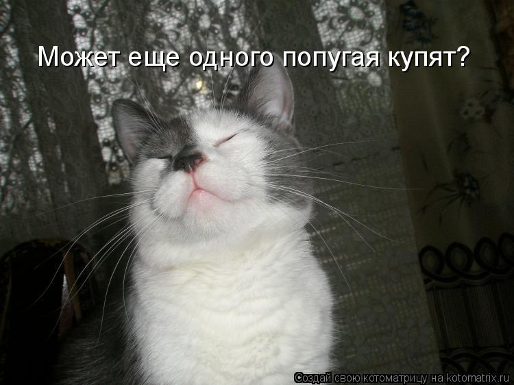 Котоматрица: Может еще одного попугая купят?