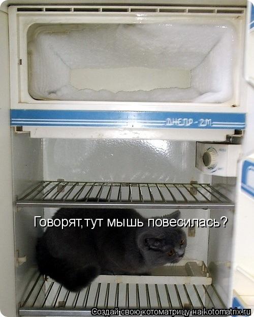 Котоматрица: Говорят,тут мышь повесилась?