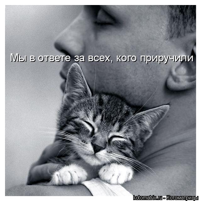 Котоматрица: Мы в ответе за всех, кого приручили