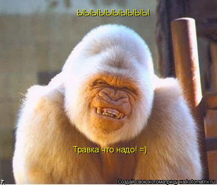 Травка что надо! =) ЫЫЫЫЫЫЫЫЫЫ... Котоматрица: Травка что надо! =) ЫЫЫЫЫЫЫЫЫЫ
