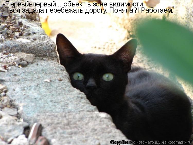 -Первый-первый... объект в зоне видимости. -Твоя задача перебежать дорогу. Поняла?! Работаем.... Котоматрица: -Первый-первый... объект в зоне видимости. -Твоя задача перебежать дорогу. Поняла?! Работаем.