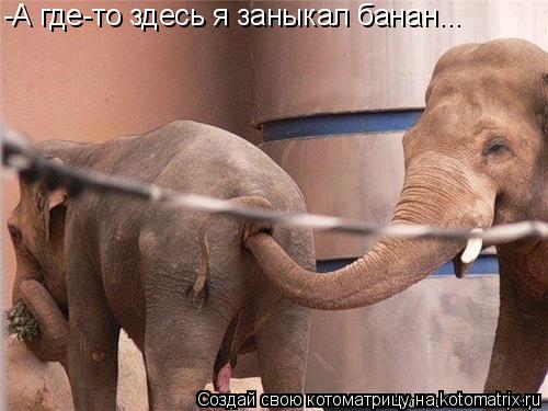 -А где-то здесь я заныкал банан...... Котоматрица: -А где-то здесь я заныкал банан...