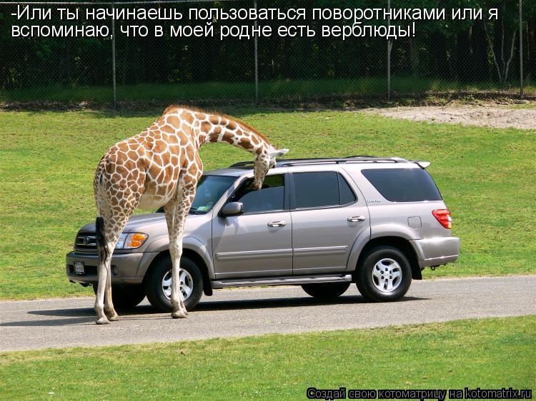 -Или ты начинаешь пользоваться поворотниками или я вспоминаю, что в моей родне есть верблюды!... Котоматрица: -Или ты начинаешь пользоваться поворотниками или я вспоминаю, что в моей родне есть верблюды!