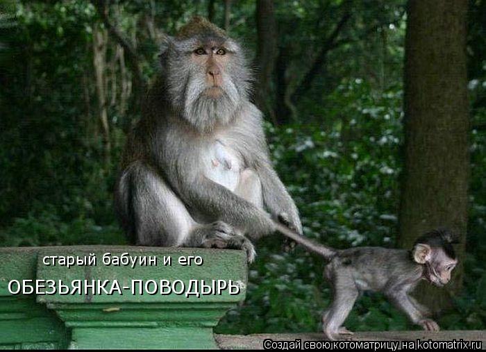 ОБЕЗЬЯНКА-ПОВОДЫРЬ старый бабуин и его... Котоматрица: ОБЕЗЬЯНКА-ПОВОДЫРЬ старый бабуин и его