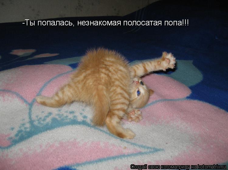 -Ты попалась, незнакомая полосатая попа!!!... Котоматрица: -Ты попалась, незнакомая полосатая попа!!!