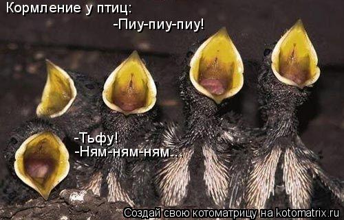 Кормление у птиц: -Пиу-пиу-пиу! -Тьфу! -Ням-ням-ням...... Котоматрица: Кормление у птиц: -Пиу-пиу-пиу! -Тьфу! -Ням-ням-ням...