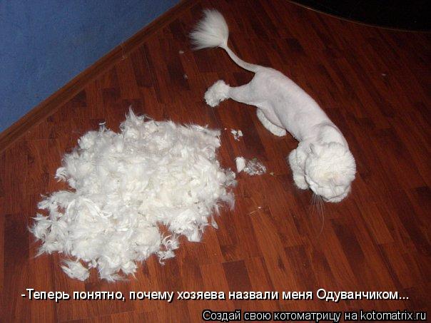 -Теперь понятно, почему хозяева назвали меня Одуванчиком...... Котоматрица: -Теперь понятно, почему хозяева назвали меня Одуванчиком...
