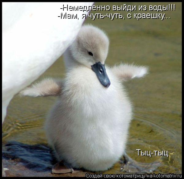-Немедленно выйди из воды!!! -Мам, я чуть-чуть, с краешку... Тыц-тыц... Котоматрица: -Немедленно выйди из воды!!! -Мам, я чуть-чуть, с краешку... Тыц-тыц