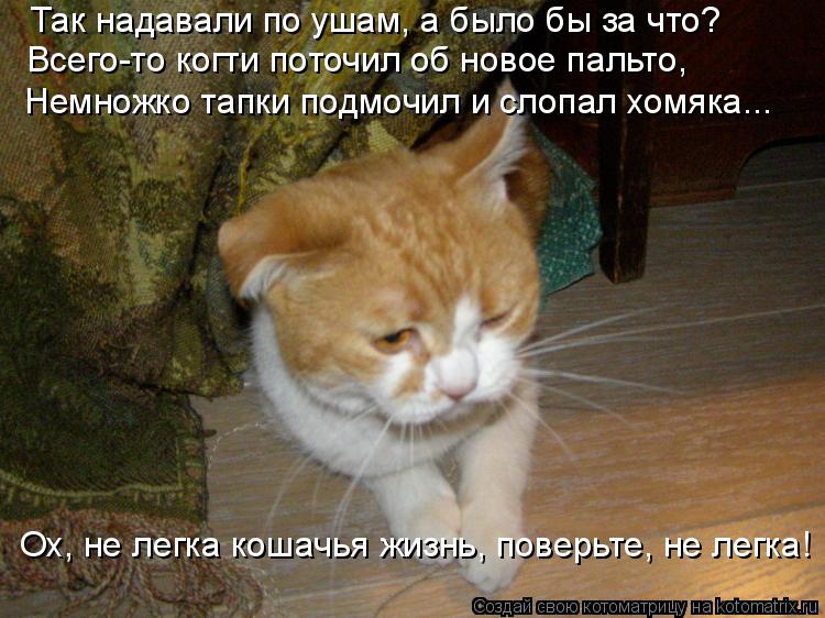 Так надавали по ушам, а было бы за что? Всего-то когти поточил об новое пальто, Немножко тапки подмоч... Котоматрица: Так надавали по ушам, а было бы за что? Всего-то когти поточил об новое пальто, Немножко тапки подмочил и слопал хомяка... Ох, не легка кошачья