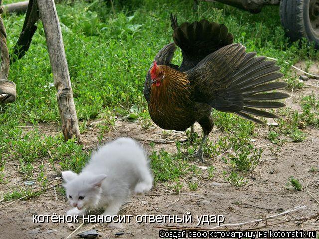 котёнок наносит ответный удар... Котоматрица: котёнок наносит ответный удар