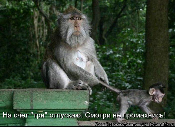 На счет "три" отпускаю. Смотри не промахнись!... Котоматрица: На счет "три" отпускаю. Смотри не промахнись!