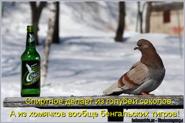 Спиртное делает из голубей соколов А из хомячков вообще бенгальских тигров!... Котоматрица: Спиртное делает из голубей соколов А из хомячков вообще бенгальских тигров!