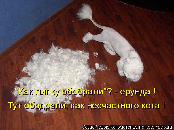 Тут ободрали, как несчастного кота ! "Как липку обобрали"? - ерунда !... Котоматрица: Тут ободрали, как несчастного кота ! "Как липку обобрали"? - ерунда !