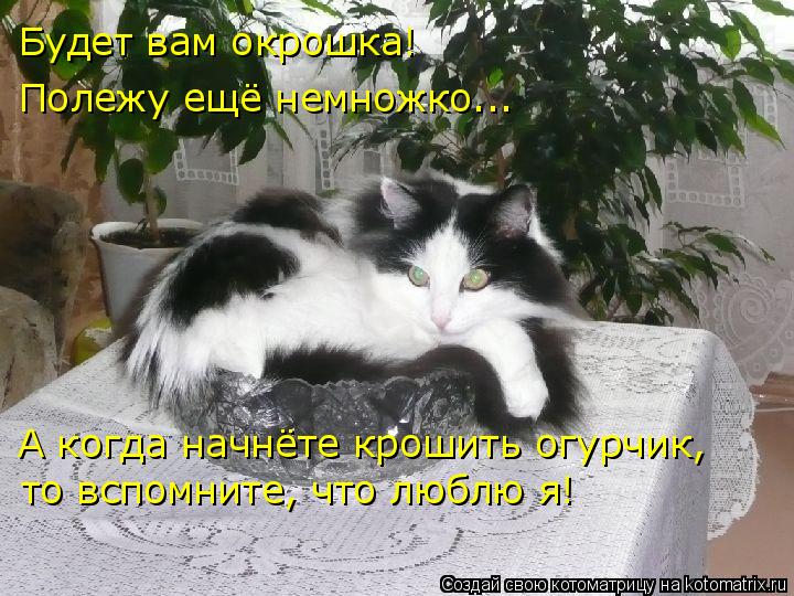 Будет вам окрошка! Полежу ещё немножко... А когда начнёте крошить огурчик, то вспомните, что люблю я!... Котоматрица: Будет вам окрошка! Полежу ещё немножко... А когда начнёте крошить огурчик, то вспомните, что люблю я!
